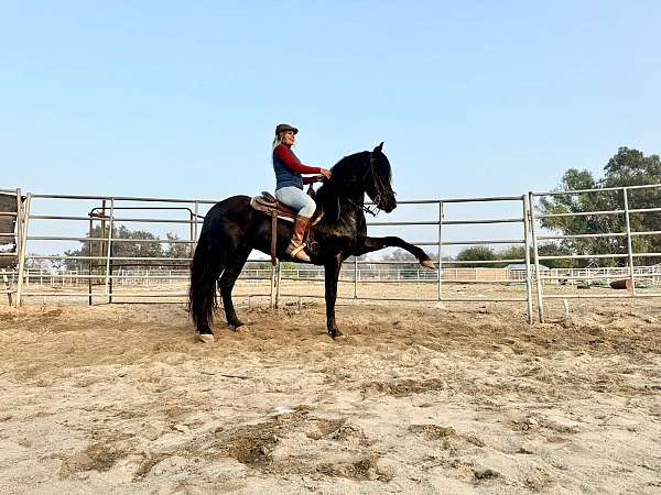 friesian-stallion