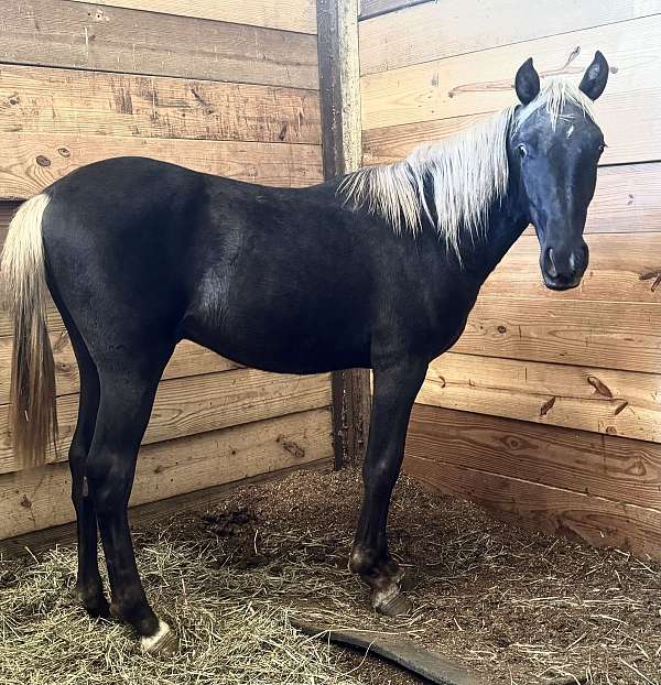 chocolate-white-kentucky-mountain-gelding