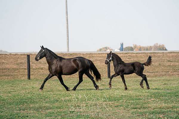 black-friesian-quarter-horse-colt-stallion