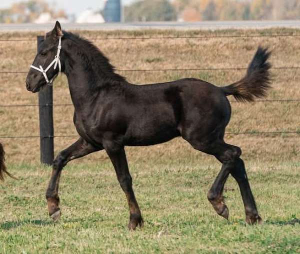 black-friesian-quarter-horse-colt-stallion