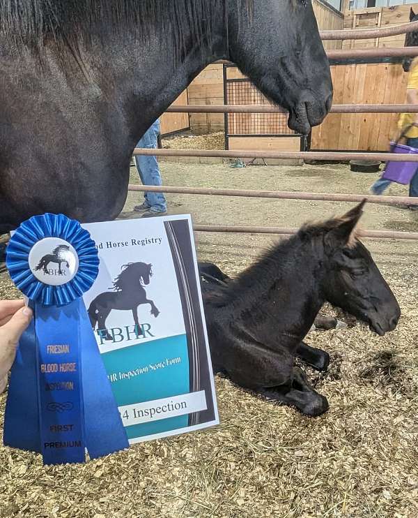 imperial-friesian-horse