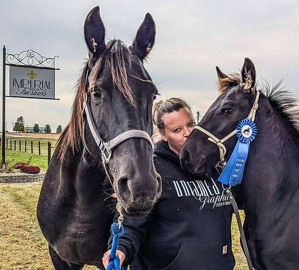 reign-friesian-horse