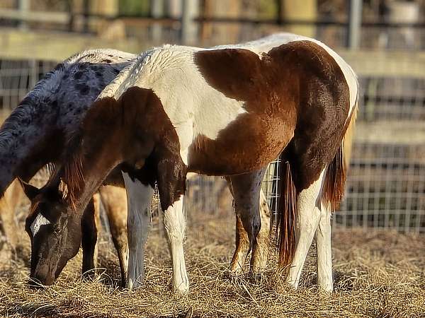 flying-storm-jet-paint-horse