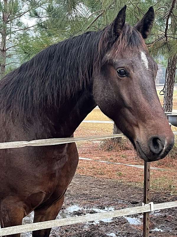 reined-friesian-horse