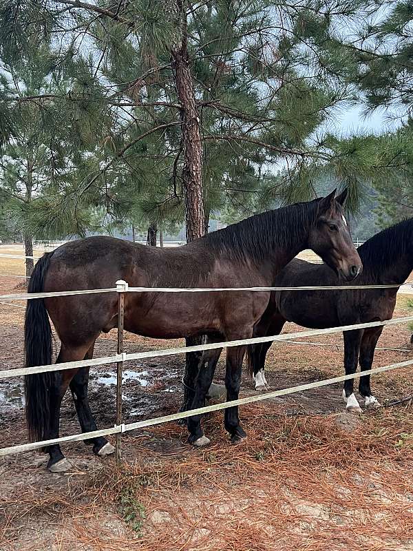 athletic-friesian-horse