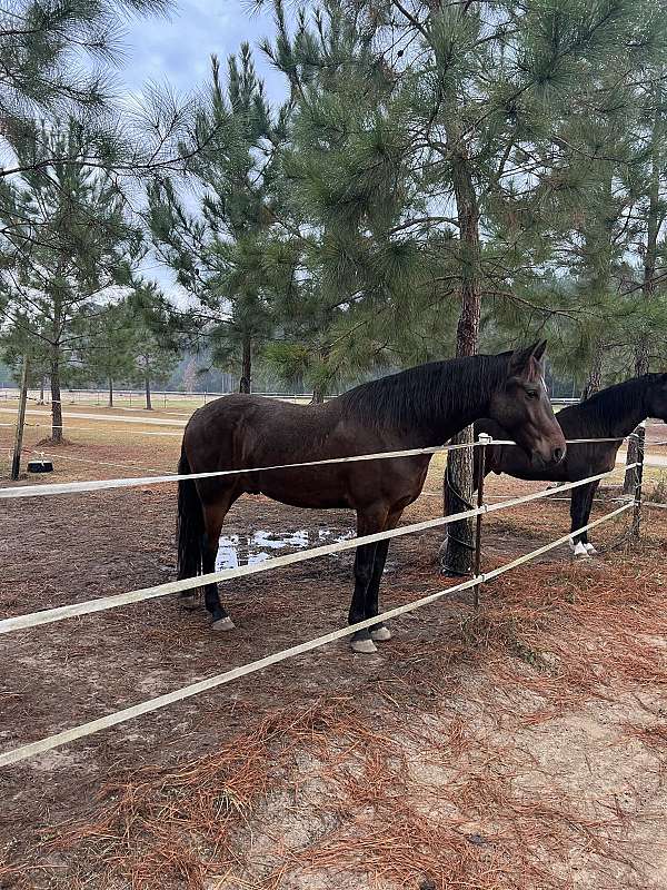 all-around-friesian-horse