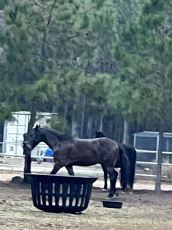 champion-friesian-horse