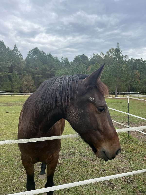 classical-friesian-horse