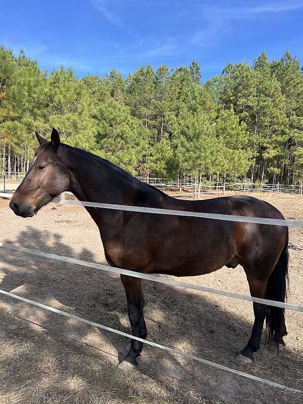 companion-friesian-horse