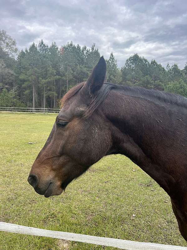 cross-friesian-horse