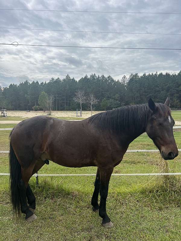 dressage-friesian-horse