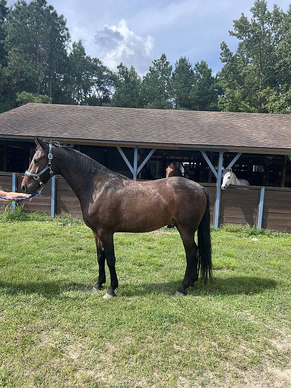 driving-friesian-horse