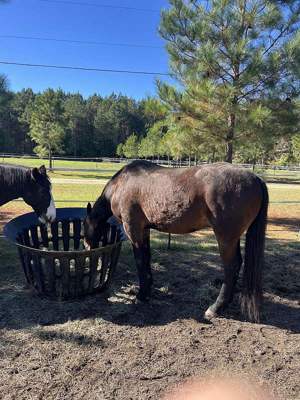 endurance-friesian-horse