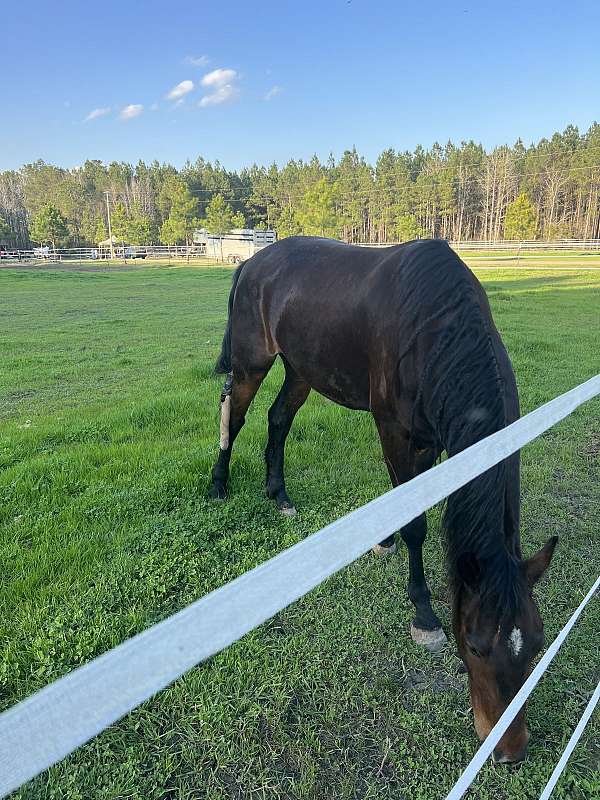 english-pleasure-friesian-horse