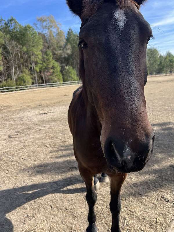 eventing-friesian-horse