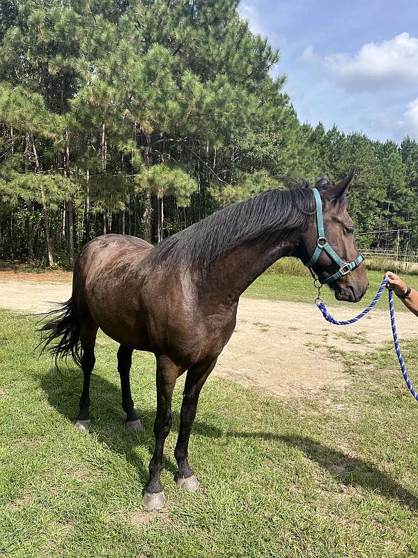 equitation-friesian-horse