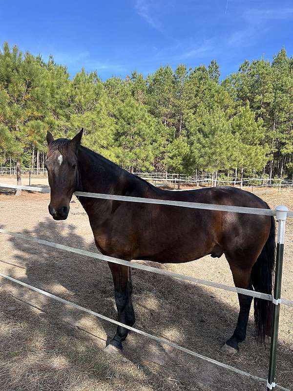 flashy-friesian-horse