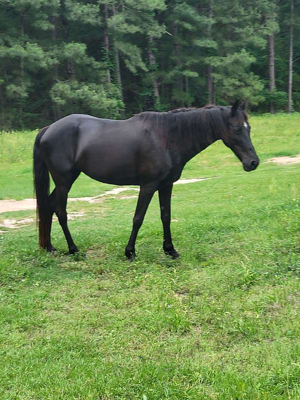 buggy-tennessee-walking-horse