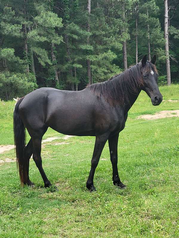 buggy-tennessee-walking-horse