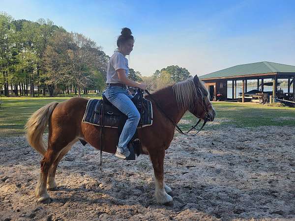 athletic-haflinger-horse