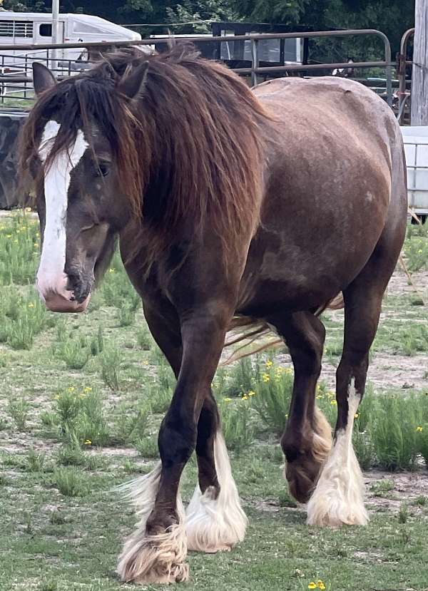 athletic-gypsy-vanner-horse