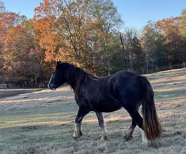 harness-gypsy-vanner-horse