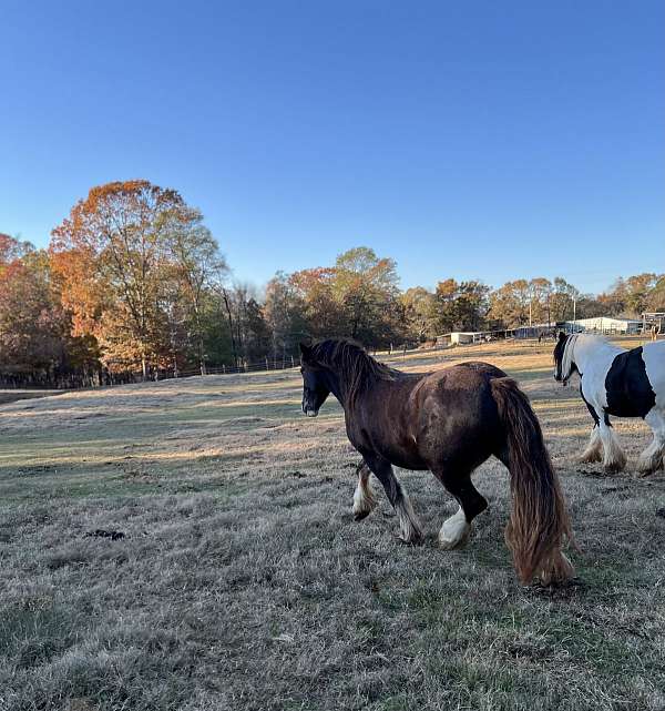 homozygous-black-gypsy-vanner-horse