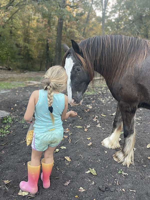 team-driving-gypsy-vanner-horse