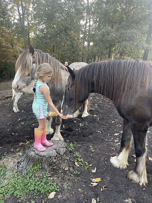 black-gypsy-vanner-mare