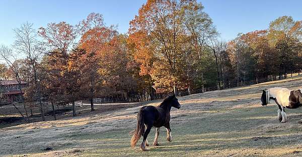 black-athletic-horse