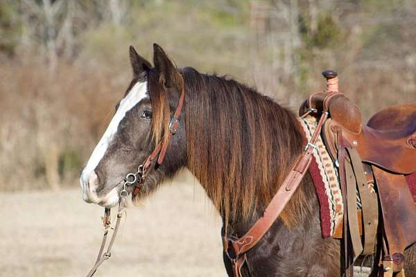 black-harness-horse