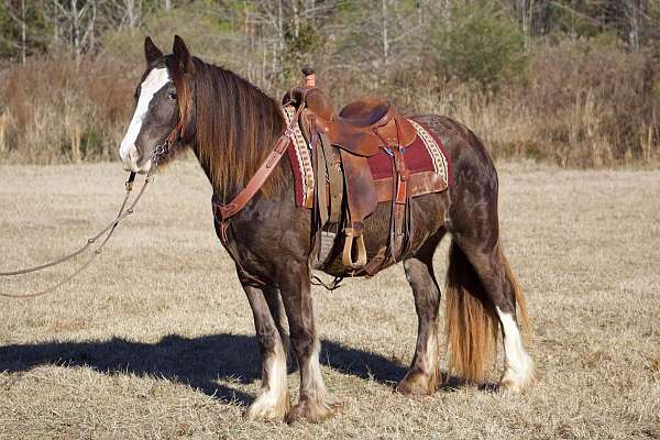 black-homozygous-horse