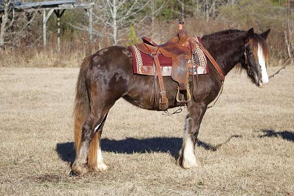 black-started-under-saddle-horse