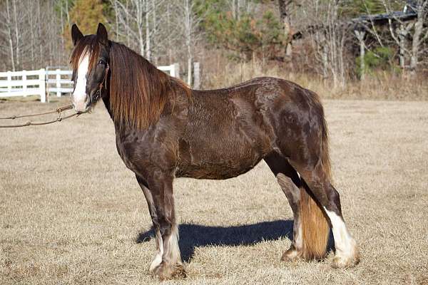 black-team-driving-horse