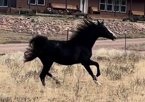 bred-to-spotted-saddle-horse