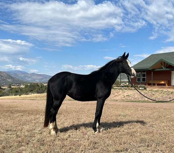 hooves-spotted-saddle-horse