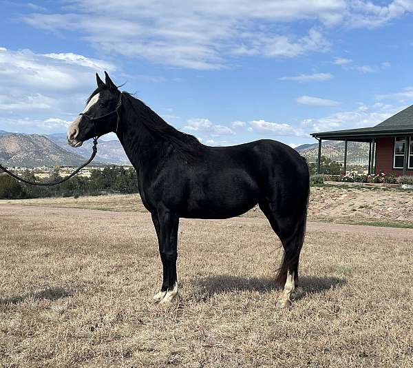 incredible-spotted-saddle-horse