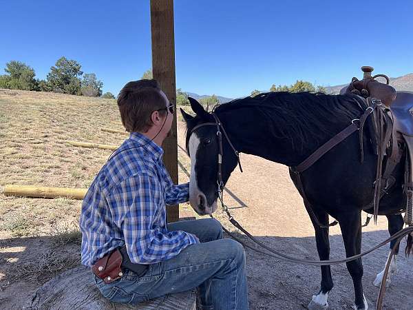 price-spotted-saddle-horse