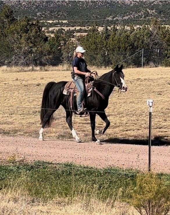 smart-spotted-saddle-horse