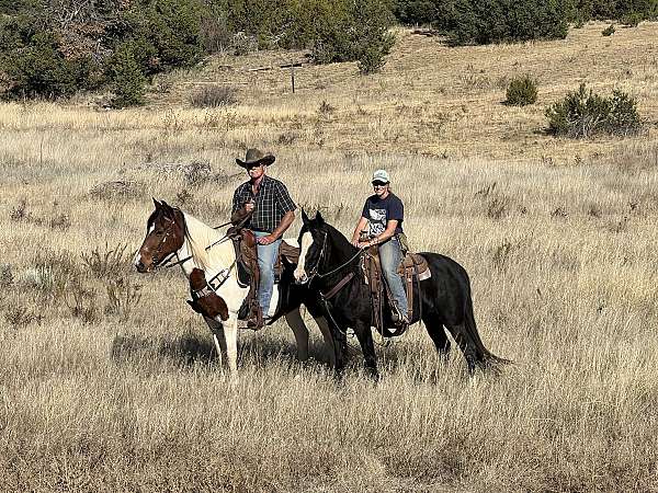 splash-spotted-saddle-horse