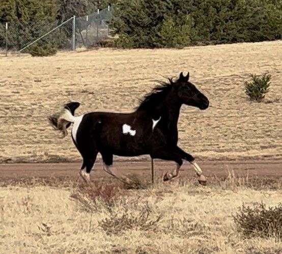 anything-tennessee-walking-pony