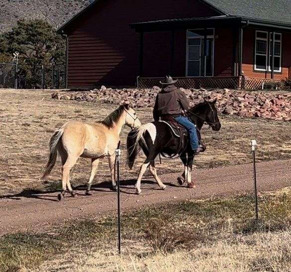 bred-to-tennessee-walking-pony