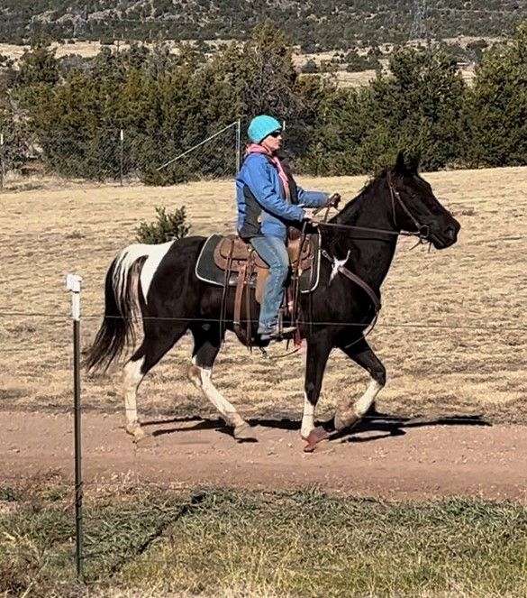 breeder-tennessee-walking-pony