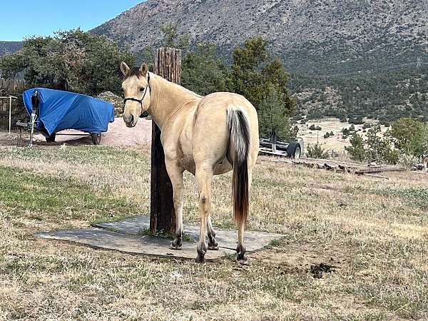 metalic-cat-quarter-horse