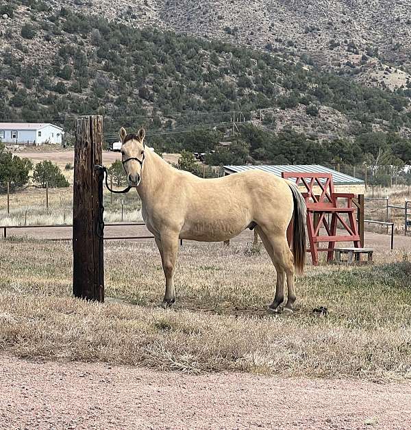 metalic-cat-horse