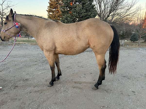 buckskin-dun-athletic-breeding-horse