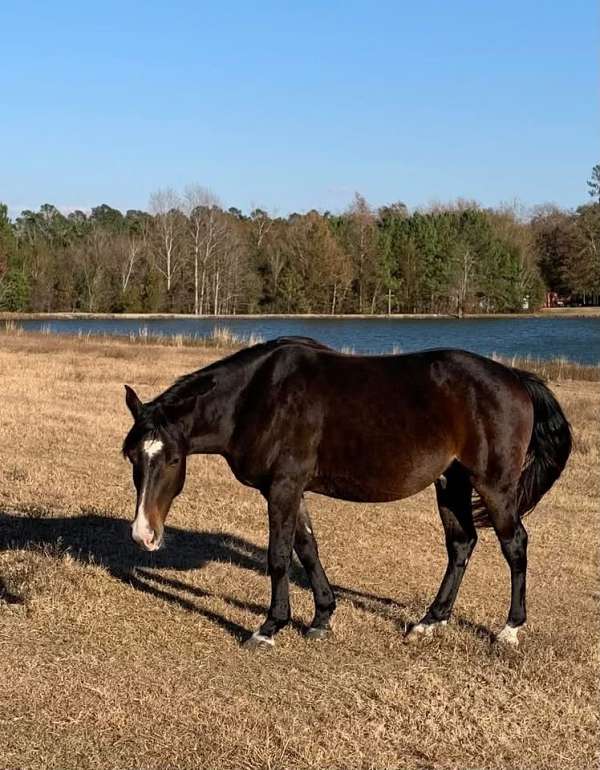 advanced-beginner-morgan-horse