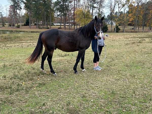 all-ages-morgan-horse