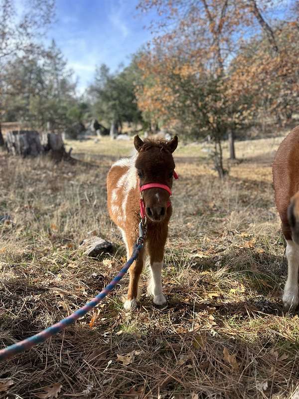 bay-paint-pony-filly