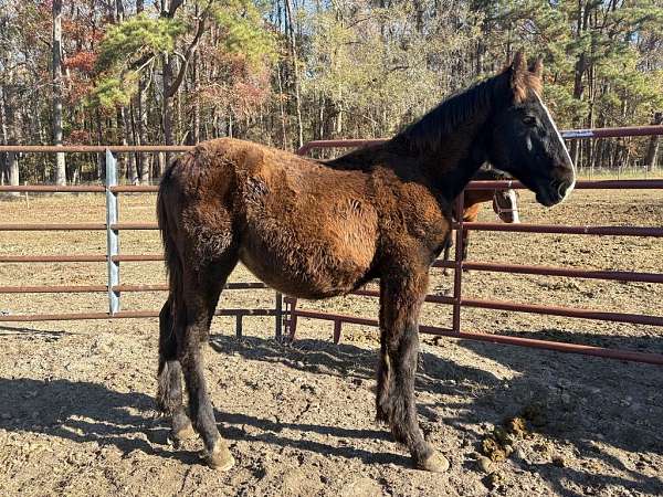 black-percheron-shire-colt